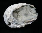 Crystal Filled Clam Fossil - Rucks Pit #5784-2